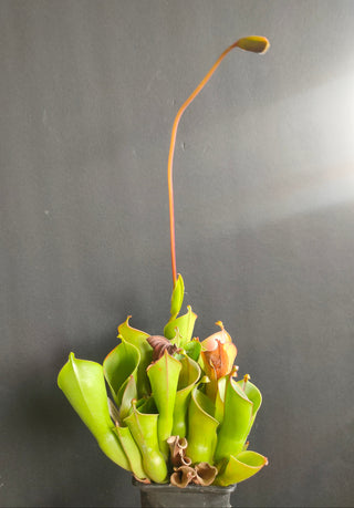 Heliamphora blooming seeds