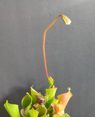 Heliamphora blooming seeds plant