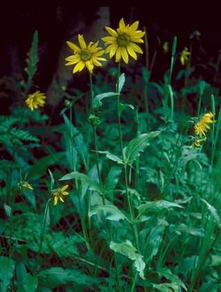 Helianthus quinquenervis ASPEN SUNFLOWER