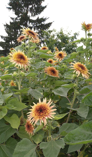 Helianthus annuus <br>SUNFLOWER ASTRA ROSE