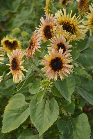 Helianthus annuus <br>SUNFLOWER ASTRA ROSE