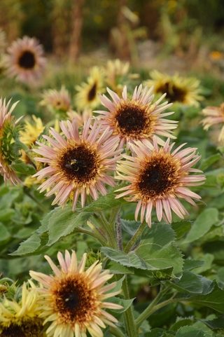 Helianthus annuus <br>SUNFLOWER ASTRA ROSE