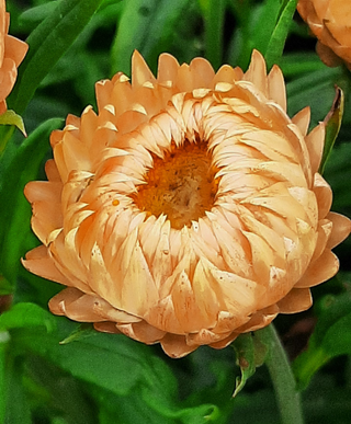 Helichrysum bracteatum <br>STRAWFLOWER KING SIZE SALMON