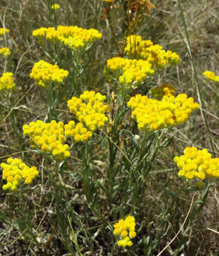 Helichrysum arenarium <br>YELLOW EVERLASTING DAISY