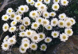 Helichrysum bellidioides, A. bellidioides <br>NEW ZEALAND EVERLASTING DAISY