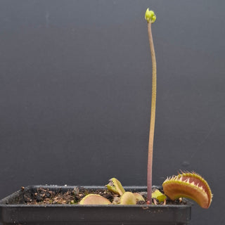 Dionaea muscipula <br>VENUS FLYTRAP 'HELLCAT' x OP