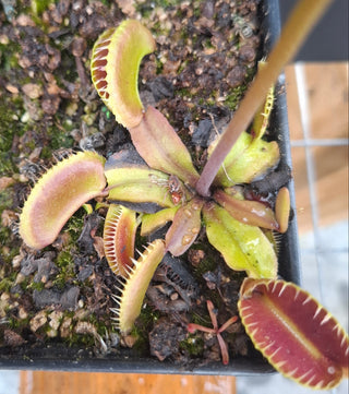Dionaea muscipula <br>VENUS FLYTRAP 'HELLCAT' x OP