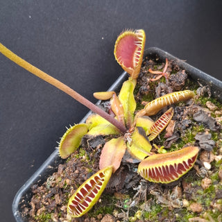 Dionaea muscipula <br>VENUS FLYTRAP 'HELLCAT' x OP