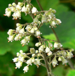 Heuchera maxima <br>WHITE CORAL BELLS