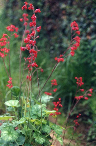 Heuchera sanguinea <br>CORAL BELLS DARK RED