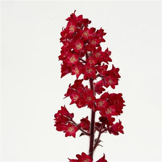 Heuchera sanguinea <br>CORAL BELLS 'RED HEUCHERETTE'