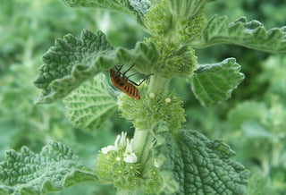 Marrubium vulgare <br>WHITE HOREHOUND
