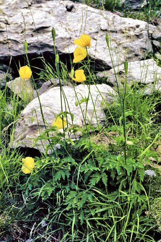 Meconopsis cambrica, Papaver cambricum <br>WELSH YELLOW POPPY