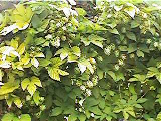 Humulus lupulus <br>GOLDEN HOPS