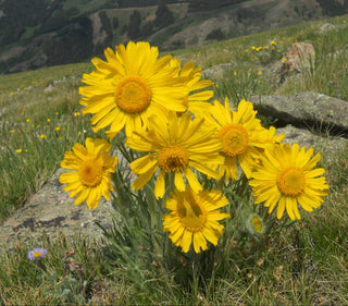 Hymenoxys grandiflora <br>ALPINE SUNFLOWER