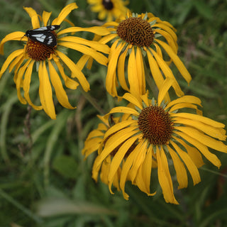 Hymenoxys hoopesii, Helenium dugaldia <br>ORANGE SNEEZEWEED, OWL'S SNEEZEWEED