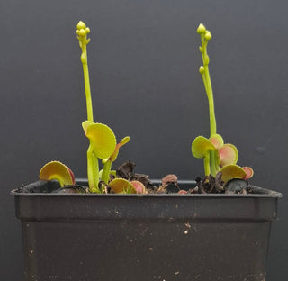 Dionaea muscipula <br>VENUS FLYTRAP 'HYPATIA' x OP