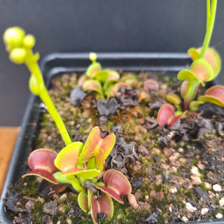 Dionaea muscipula <br>VENUS FLYTRAP 'HYPATIA' x OP