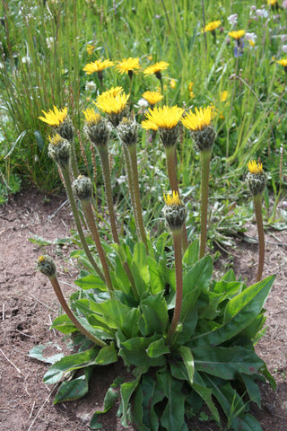 Hypochaeris uniflora <br>CAT'S EAR
