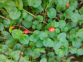 Mitchella repens <br>PARTRIDGE BERRY