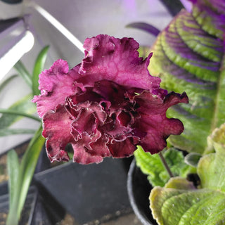 Streptocarpus <br>CAPE PRIMROSE MIX