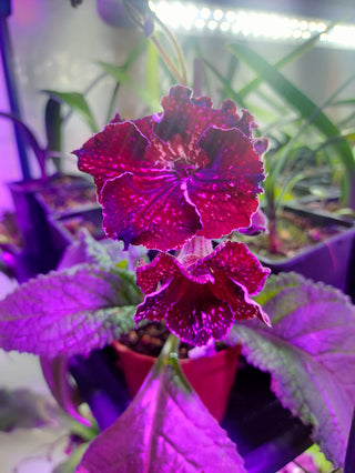 Streptocarpus <br>CAPE PRIMROSE MIX