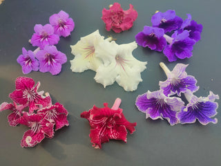 Streptocarpus <br>CAPE PRIMROSE MIX
