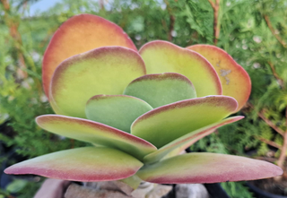 Kalanchoe luciae <br>PADDLE PLANT, FLAPJACK <br>1 Leaf Cutting