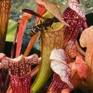 Sarracenia 'Velvet' <br>PITCHER PLANT <br>LIVE PLANT