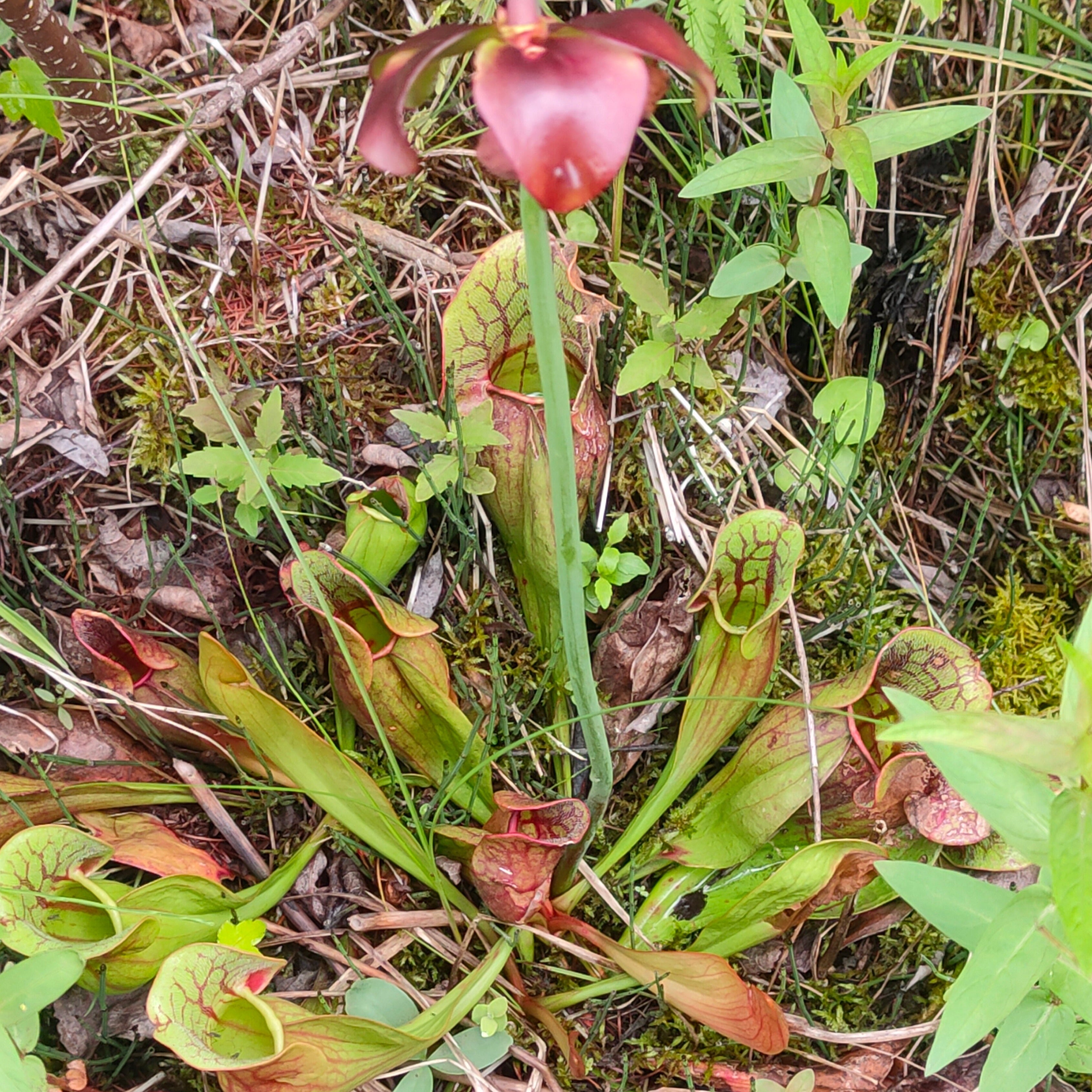 buy pitcher plant seeds Sarracenia purpurea HARDY NORTHERN PURPLE PITCHER PLANT – Ferri Seeds