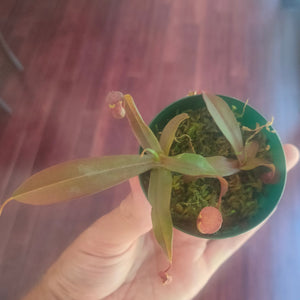 Nepenthes x Rebecca Soper - LIVE PLANT