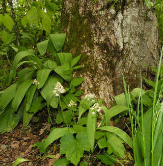 Allium tricoccum <br>WILD LEEK, RAMP, SPRING ONION