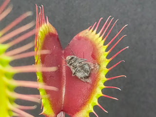 Dionaea muscipula <br>VENUS FLYTRAP RED MIX