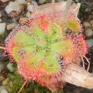 Drosera sessilifolia <br>SUNDEW