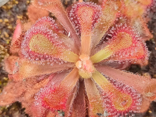 Drosera venusta <br>SUNDEW