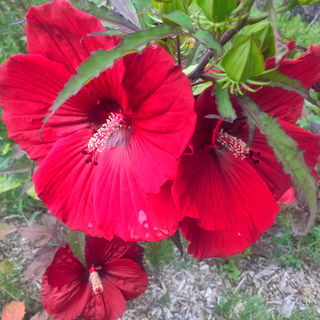 Hibiscus moscheutos <br>HARDY GIANT HIBISCUS MIX