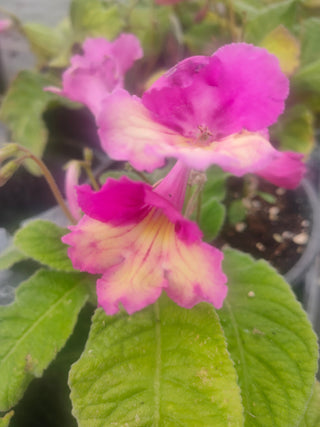 Streptocarpus <br>CAPE PRIMROSE MIX