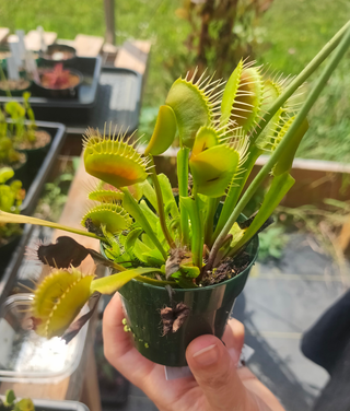 Dionaea muscipula <br>VENUS FLYTRAP GIANT 'FLEXX' OP <br>Organic