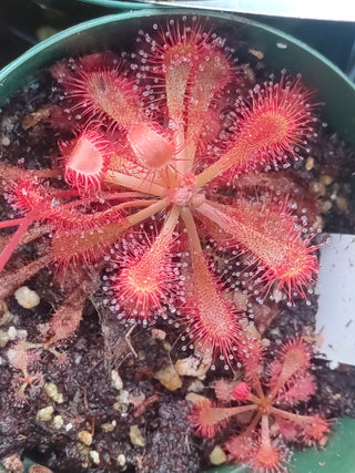 Drosera spatulata <br>SUNDEW 'TAMLIN'