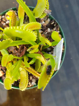 Dionaea muscipula <br>VENUS FLYTRAP 'DENTE' OP <br>Organic