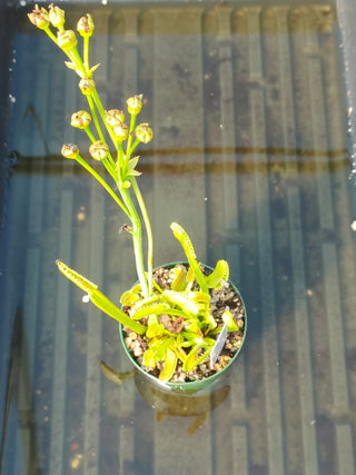 Dionaea muscipula <br>VENUS FLYTRAP 'DENTE' OP <br>Organic