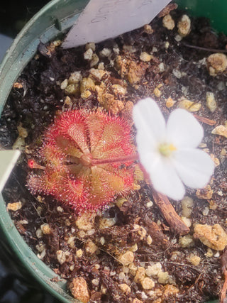 Drosera brevifolia <br>SUNDEW