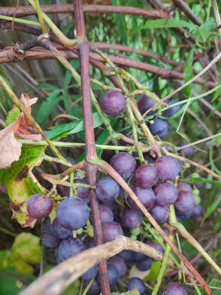 Vitis labrusca <br>CONCORD GRAPE