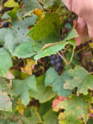 Vitis labrusca <br>CONCORD GRAPE