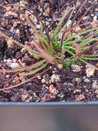 Drosera filiformis <br>THREAD LEAF SUNDEW