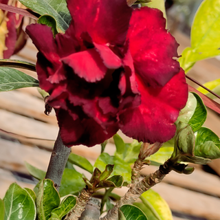 Adenium obesum <br>BLACK DESERT ROSE MIX, IMPALA LILY