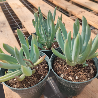 Curio talinoides, Senecio mandraliscae <br>BLUE CHALK FINGERS STICKS