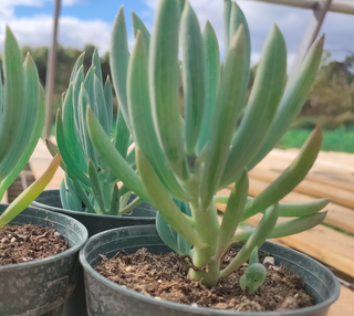 Curio talinoides, Senecio mandraliscae <br>BLUE CHALK FINGERS STICKS