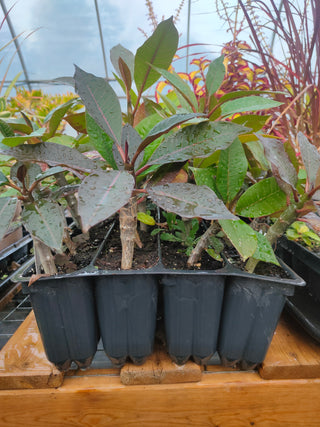 Plumeria rubra <br>PLUMERIA VIOLET-PINK