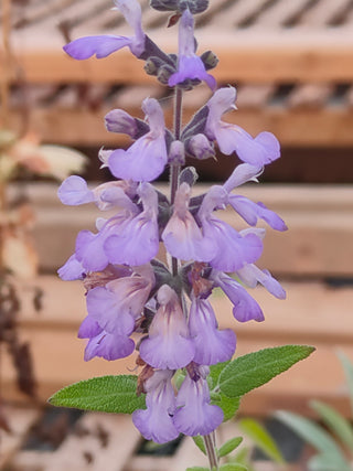 Salvia melissodora <br>GRAPE SCENTED SAGE, TARAHUMARIA INDIAN SAGE <br>Organic